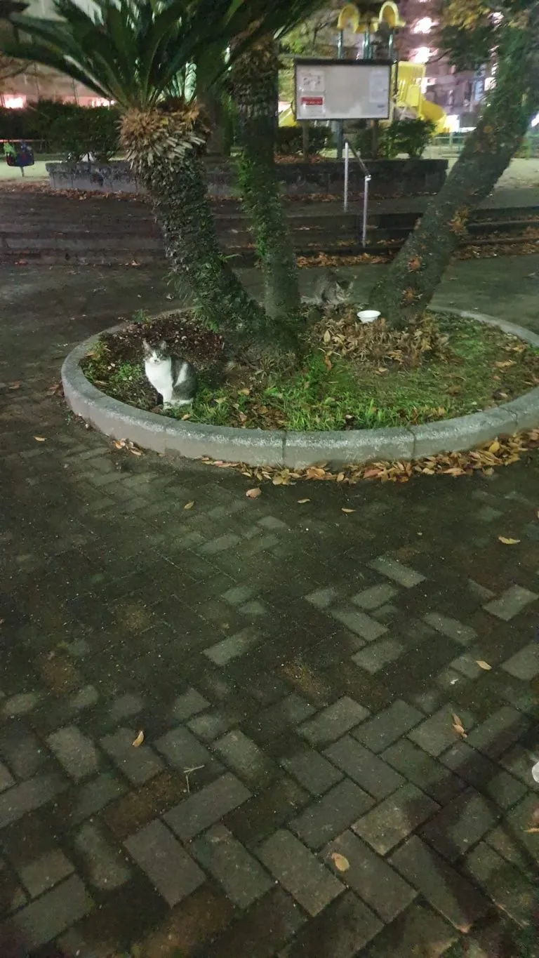 野良猫の写真
