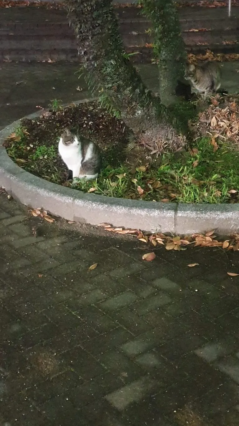 野良猫の写真2枚目 - 近づいてきた猫の写真