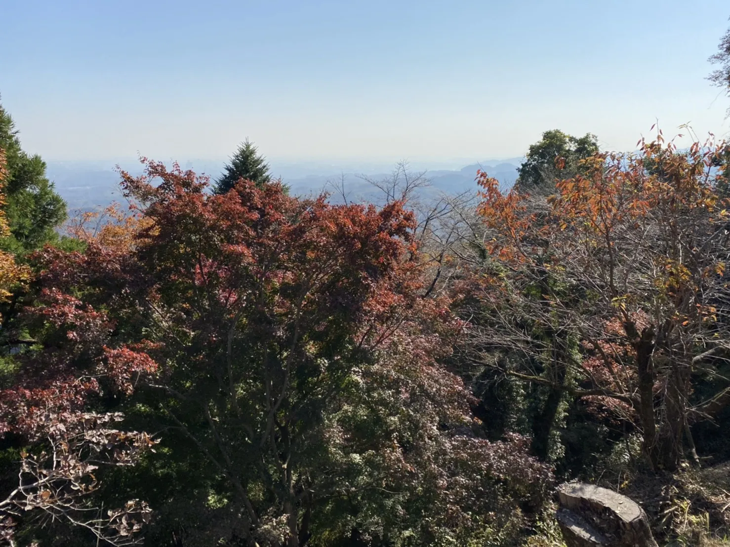 高尾山1号路途中の木々の写真